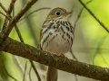 Ovenbird - JUNE 5 2022 - Viles Arboretum - Kennebec County - Maine