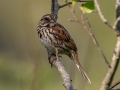 Song Sparrow - JUNE 11 2022 - Acadia NP - Great Meadow - Hancock County - Maine