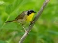 Common Yellowthroat - JUNE 16 2022 - Camden Hills SP - Knox County - Maine
