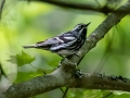 Black-and-white Warbler - JUNE 5 2022 - Viles Arboretum - Kennebec County - Maine