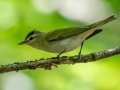 Red-eyed Vireo - JUNE 5 2022 - Viles Arboretum - Kennebec County - Maine