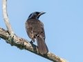 Common Grackle - JUNE 14 2022 - Bangor City Forest - Penobscot County - Maine