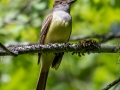 Great-crested Flycatcher - JUNE 5 2022 - Viles Arboretum - Kennebec County - Maine