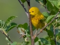 Yellow Warbler - JUNE 11 2022 - Acadia NP - Great Meadow - Hancock County - Maine