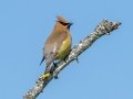 Cedar Waxwing- JUNE 14 2022 - Bangor City Forest - Penobscot County - Maine