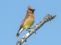Cedar Waxwing- JUNE 14 2022 - Bangor City Forest - Penobscot County - Maine