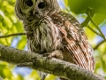 Barred Owl - JUNE 5 2022 - Viles Arboretum - Kennebec County - Maine