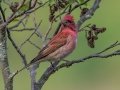 Purple Finch - JUNE 11 2022 - Acadia NP - Great Meadow - Hancock County - Maine