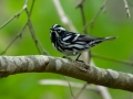 Black-and-white Warbler - JUNE 16 2022 - Owls Head SP - Knox County - Maine