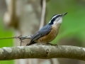 Red-breasted Nuthatch - JUNE 16 2022 - Owls Head SP - Knox County - Maine