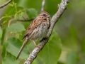 Song Sparrow  - JUNE 5 2022 - Viles Arboretum - Kennebec County - Maine