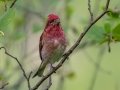 Purple Finch - JUNE 11 2022 - Acadia NP - Great Meadow - Hancock County - Maine