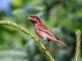 Purple Finch  - JUNE 14 2022 - Bangor City Forest - Penobscot County - Maine