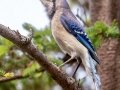 Blue Jay - JUNE 16 2022 - Owls Head SP - Knox County - Maine