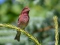 Purple Finch  - JUNE 14 2022 - Bangor City Forest - Penobscot County - Maine