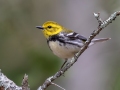 Black-throated Green Warbler - JUNE 5 2022 - Porter Preserve - Lincoln County - Maine