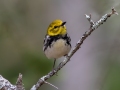Black-throated Green Warbler - JUNE 5 2022 - Porter Preserve - Lincoln County - Maine