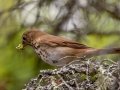 Swainson's Thrush - JUNE 5 2022 - Porter Preserve - Lincoln County - Maine