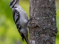 Hairy Woodpecker - JUNE 5 2022 - Porter Preserve - Lincoln County - Maine