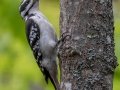 Hairy Woodpecker - JUNE 5 2022 - Porter Preserve - Lincoln County - Maine