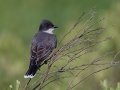 Eastern Kingbird - JUNE 11 2022 - Acadia NP - Great Meadow - Hancock County - Maine