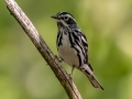 Black-and-white Warbler - JUNE 11 2022 - Acadia NP - Great Meadow - Hancock County - Maine