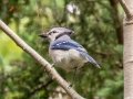 Blue Jay - JUNE 16 2022 - Owls Head SP - Knox County - Maine