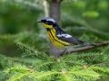 Magnolia Warbler - JUNE 11 2022 - Acadia NP - Seawall Pond - Hancock County - Maine