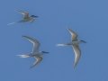 Roseate Terns - JUNE 6 2022 - Eastern Egg Rock - Boothbay Harbor Pelagic Trip - Knox County - Maine