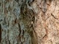 Brown Creeper - JUNE 12 2022 - Orono Bog Walk - Penobscot County - Maine