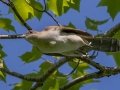 Black-billed Cuckoo - JUNE 12 2022 - Orono Bog Walk - Penobscot County - Maine