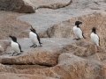 Razorbills - JUNE 18 2022 - Seal Island NWR  - Knox County - Maine