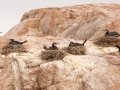 Great Cormorants Nesting - JUNE 18 2022 - Seal Island NWR  - Knox County - Maine