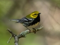 Black-throated Green Warbler - JUNE 16 2022 - Camden Hills SP - Knox County - Maine