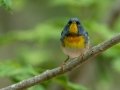 Northern Parula - JUNE 16 2022 - Camden Hills SP - Knox County - Maine