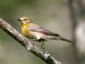 Pine Warbler  - JUNE 14 2022 - Bangor City Forest - Penobscot County - Maine