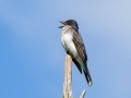 Eastern Kingbird  - JUNE 14 2022 - Bangor City Forest - Penobscot County - Maine