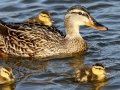 Mallard