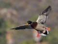 Mallard