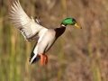 Mallard