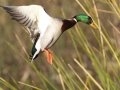 Mallard