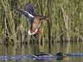 Mallard