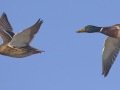 Mallard