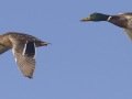 Mallard