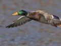 Mallard