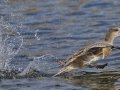 Mallard