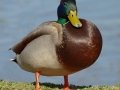 Mallard
