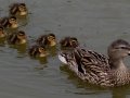 Mallard