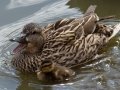 Mallard