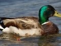 Mallard